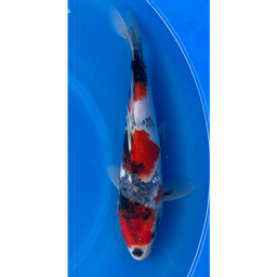 [KOI-EK6-18] 13.5 Japanese Imported Showa - EK6-18