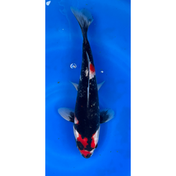 [KOI-EK6-4] 12” Japanese Imported Showa - EK6-4