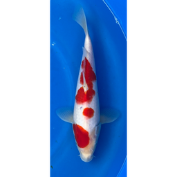 [KOI-EK6-5] 12” Japanese Imported Kohaku - EK6-5