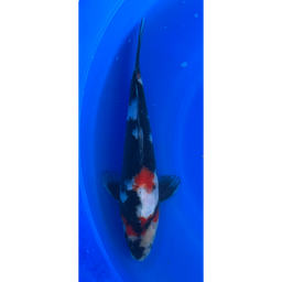 [KOI-EK6-21] 12.5” Japanese Imported Showa - EK6- 21