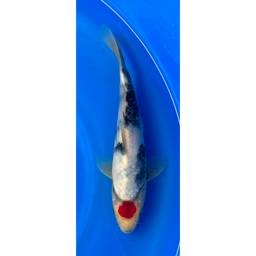 [KOI-EK6-12] 11” Japanese Imported Tancho Showa - EK6-12