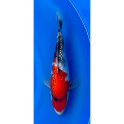 [KOI-EK6-10] 11” Japanese Imported Ginrin Showa- EK6-10