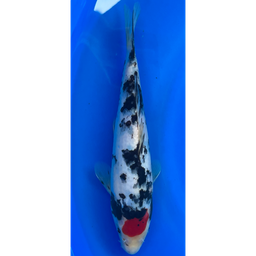 [KOI-EK6-1] 10” Japanese Imported Tancho Showa - EK6-1