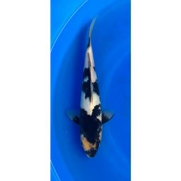 [KOI-EK6-7] 13” Japanese Imported Shiro Utsuri - EK6-7