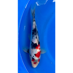 [KOI-EK6-16] 12.5” Japanese Imported Showa - EK6-16