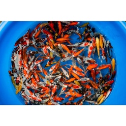 [KOI-HIROI-TOSAI] Hiroi Pond Packs (4-6&quot;)
