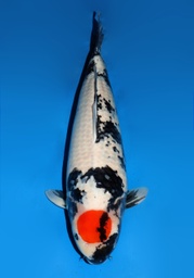 [Dainichi-01] 31&quot; Japanese Imported Koi - Dainichi Tancho Showa