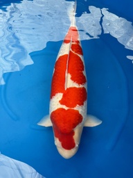 [koi-dainichi-2] 31&quot; Ginrin Kohaku