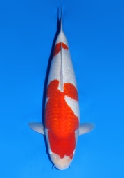 [Koi-dainichi-2-01] 23&quot; Japanese Imported Dainichi Kohaku
