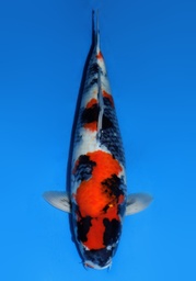 [koi-dainichi-2-03] 24&quot; Japanese Imported Koi Dainichi Showa