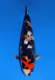 [Koi-Dainichi-2-04] 26&quot; Japanese Imported Dainichi Showa