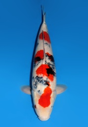 [Koi-Dainichi-2-06] 22&quot; Japanese Imported Dainichi Showa