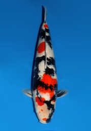 [koi-Dainichi-2-07] 22&quot; Japanese Imported Koi Dainichi Showa