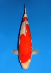 [Koi-Dainichi-2-08] 25&quot; Japanese Imported Koi Dainichi Kohaku