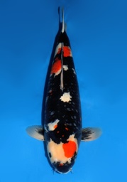 [Koi-Dainichi-09] 25&quot; Japanese Imported Koi Dainichi Showa
