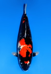 [Koi-Dainichi-2-10] 23&quot; Japanese Imported Koi Dainichi Showa