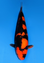 [Koi-dainichi-13] 23&quot; Japanese Imported Koi Dainichi Hi Utsuri