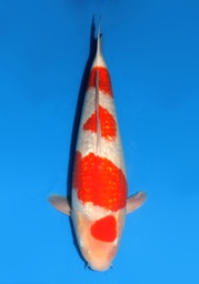[koi-Dainichi-2-14] 20&quot; Japanese Imported Koi Ginrin Kohaku