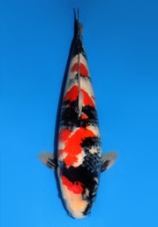[Koi-Dainichi-2-15] 25&quot; Japanese Imported Koi Dainichi Showa-024