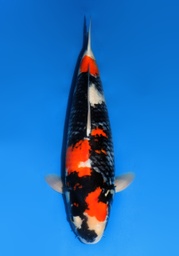 [koi-dainichi-025] 25&quot; Japanese Imported Koi Dainichi Showa - 025