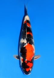 [Koi-Dainichi-15] 22&quot; Japanese Imported Koi Dainichi Showa - 026