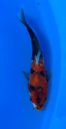 [koi-yamasan-14] 8” Japanese Imported Koi Yamasan Doitsu Showa - 14