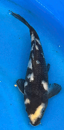 [koi-omasako-Q14-23] 8” Japanese Imported Koi -Omasako Shiro Utsuri - 23