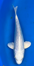 [koi-chogoro-Q14-25] 8” Japanese Imported Koi - Chogoro Platinum - 25