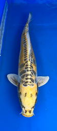 [koi-aoki-Q11-1] 20” Japanese Imported Koi Doitsu Ki Matsuba (Aragoke) - 1