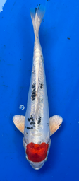 [koi-aoki-Q11-2] 13” Japanese Imported Koi Doitsu Tancho Sanke - 2