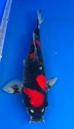 [koi-aoki-Q11-3] 15” Japanese Imported Koi Goshiki - 3