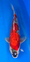[koi-aoki-Q11-5] 13.5” Japanese Imported Koi Ginrin Goshiki - 5