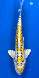 [koi-aoki-Q11-6] 14” Japanese Imported Koi Doitsu Lemon Hariwake - 6