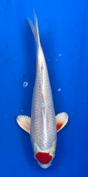 [koi-aoki-Q11-7] 14.5” Japanese Imported Koi Tancho Hariwake - 7