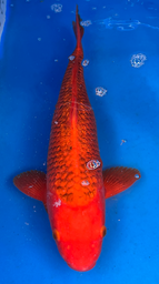 [koi-aoki-Q11-8] 16.5” Japanese Imported Koi Reverse Ginrin Aka Matsuba - 8