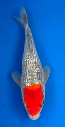 [koi-aoki-Q11-9] 13.5” Japanese Imported Koi Ginrin Tancho Goshiki - 9