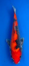 [koi-aoki-Q11-10] 14” Japanese Imported Koi Goshiki - 10