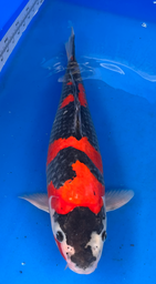 [koi-aoki-Q11-12] 19” Japanese Imported Koi Goshiki - 12