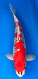 [koi-aoki-Q11-13] 18” Japanese Imported Koi Goshiki - 13
