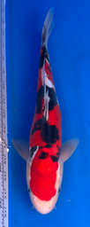 [koi-aoki-Q11-14] 14.5” Japanese Imported Koi Doitsu Sanke - 14