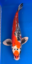 [koi-aoki-Q11-16] 19” Japanese Imported Koi Beni Kikokuryu - 16
