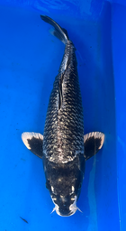 [koi-aoki-Q11-17] 20” Japanese Imported Koi Ginrin Wagoi Kikokuryu - 17