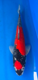 [koi-aoki-Q11-18] 15” Japanese Imported Koi Maruten Goshiki - 18