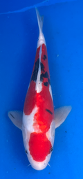 [koi-aoki-Q11-20] 13.5” Japanese Imported Koi Doitsu Sanke - 20