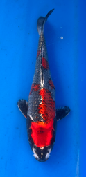 [koi-aoki-Q11-22] 13.5” Japanese Imported Koi Beniginga - 22