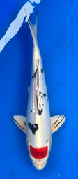 [koi-aoki-Q11-23] 13.5” Japanese Imported Koi Doitsu Tancho Sanke - 23