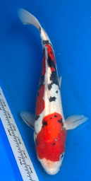 [koi-aoki-Q11-24] 14” Japanese Imported Koi Doitsu Sanke - 24