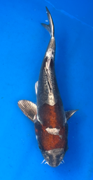 [koi-aoki-Q11-25] 14” Japanese Imported Koi Doitsu Ochiba Shigure - 25