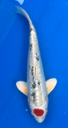 [koi-aoki-Q11-26] 13” Japanese Imported Koi Tancho Beni Kikokuryu - 26