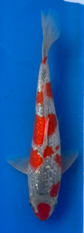 [koi-aoki-Q11-27] 12” Japanese Imported Koi Ginrin Goshiki - 27